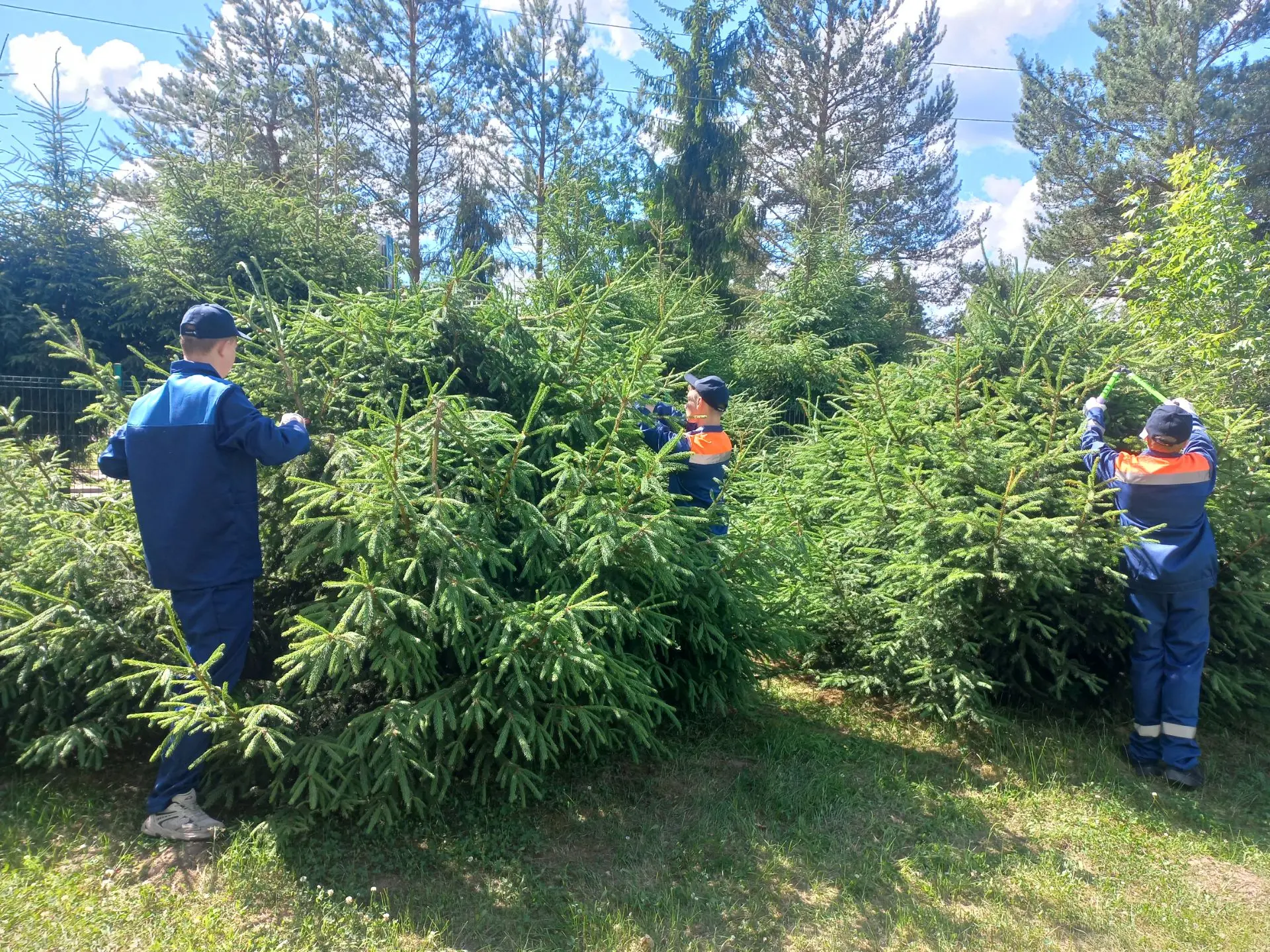 ⚔️🪚🌲Наша трудовая бригада продолжает наводить порядок на пришкольной территории. Пострижены кусты 