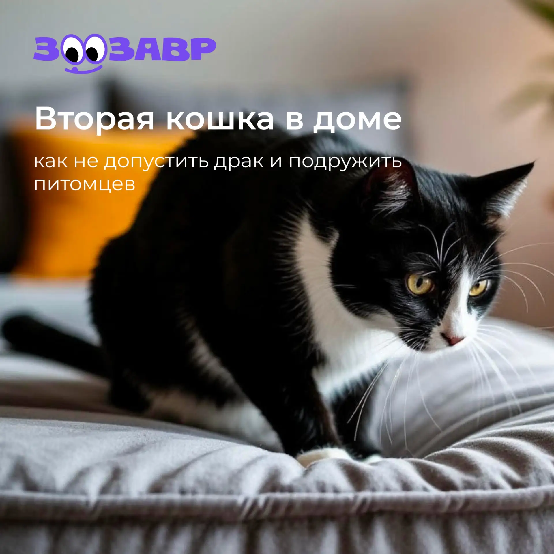 Решили завести второго кота или кошку, но останавливает страх, что питомцы не примут друг друга? 
Ес