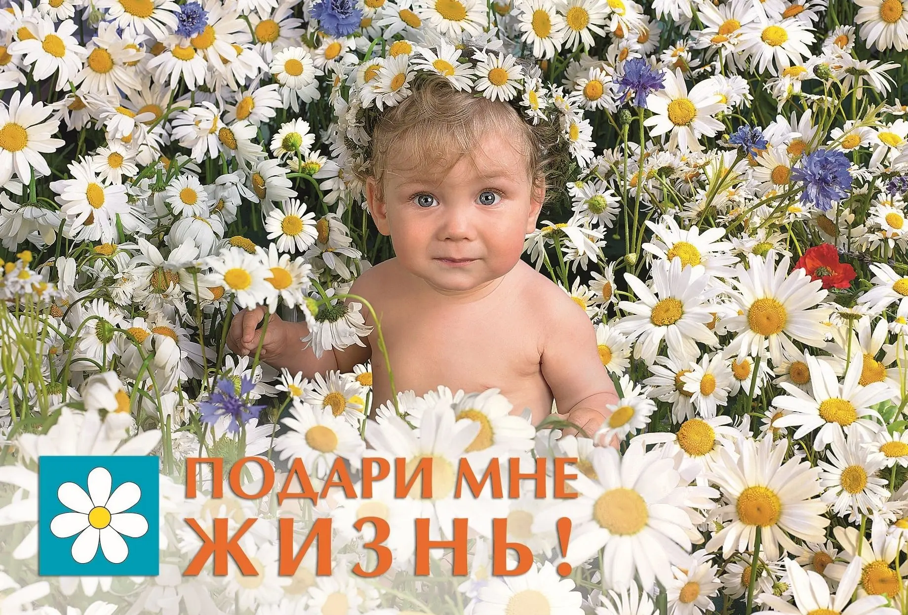 В России проходит акция «Подари мне жизнь!».
С 8 по 14 июля 2026 года в России ежегодно проводится и