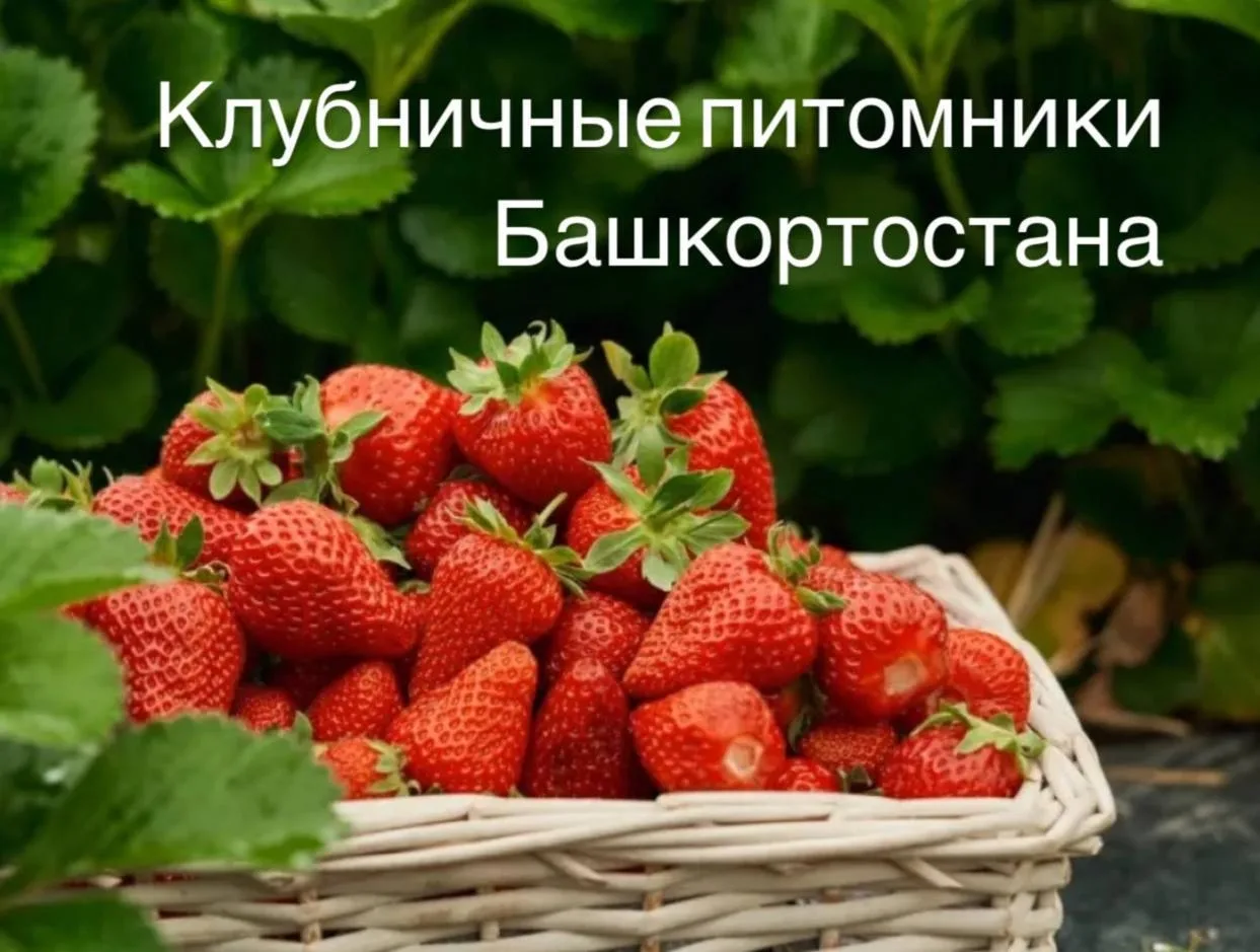 🍓 8 мест для сбора клубники

❗️Обратите внимание, что с детьми нигде нельзя, кроме Бижбулякского. В