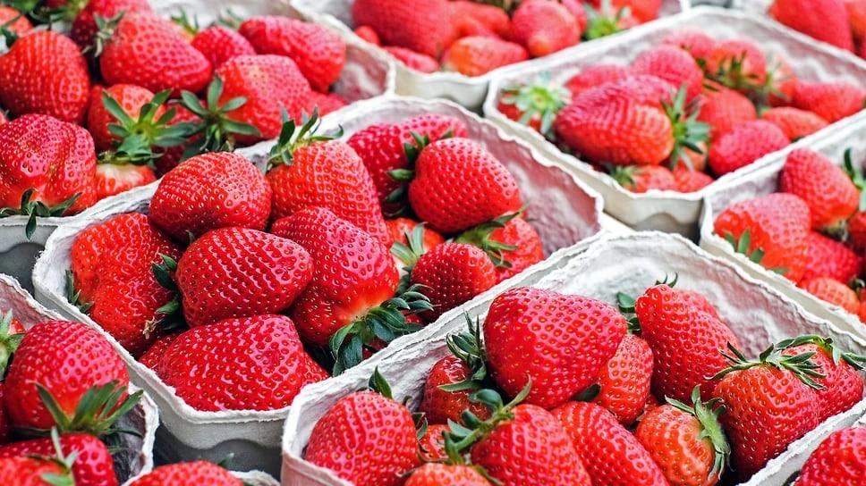 🍓Клубника Краснодар (КУБАНЬ)
Ящик 2 кг 
Цена: 600₽/кг

Заказы принимаем от 2 кг