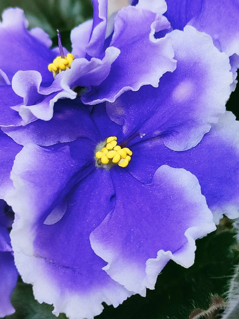 МТ-Созвездие Лира💐🌹💐💥🍀 крупные очень красивые синие цветы с розовыми редкими горошками и белой 