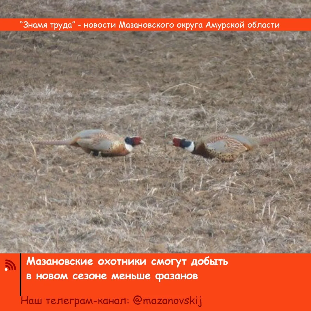 Причем, намного меньше – в связи с резким сокращением численности этих птиц. В Приамурье вступают в 