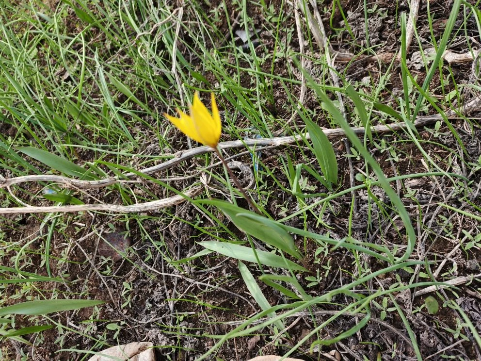 🌼 Вот такие краснокнижные тюльпанчики каждую весну радуют нас прямо на нашем поле!

Это невероятно,