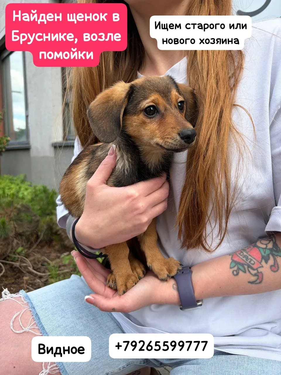 Найден щенок‼️
МО Ленинский ГО 
Видное 
19 июня  в Бруснике на мусорке рядом с дорогой пойман щенок 