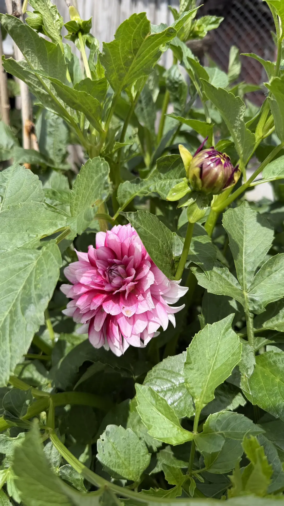 Доброго дня, дорогие друзья! 🌿🌸

После дождя все  вокруг словно оживает, и цветы становятся особен