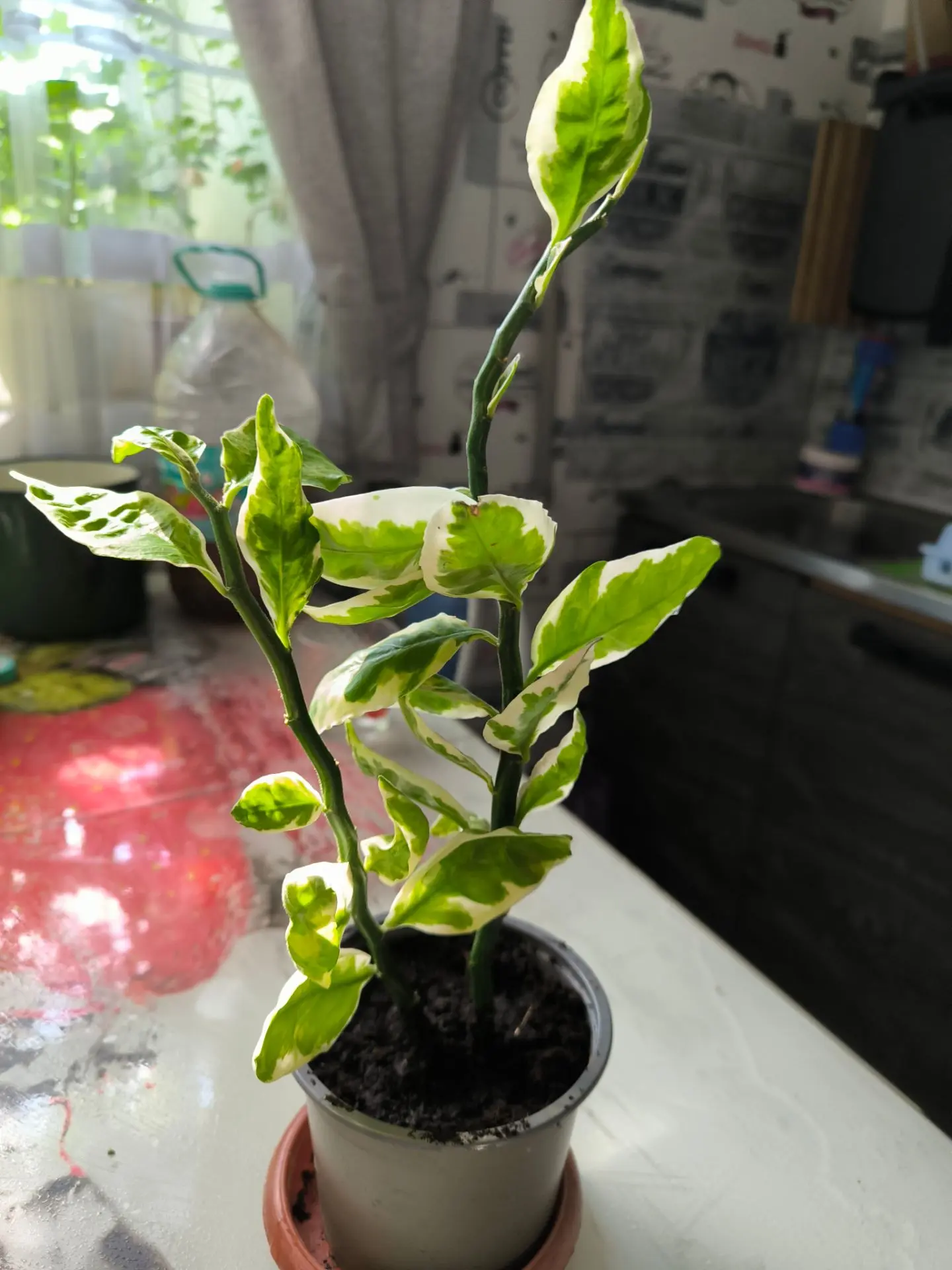 Продам Педилантус, 300 и 400 р. +79595517381