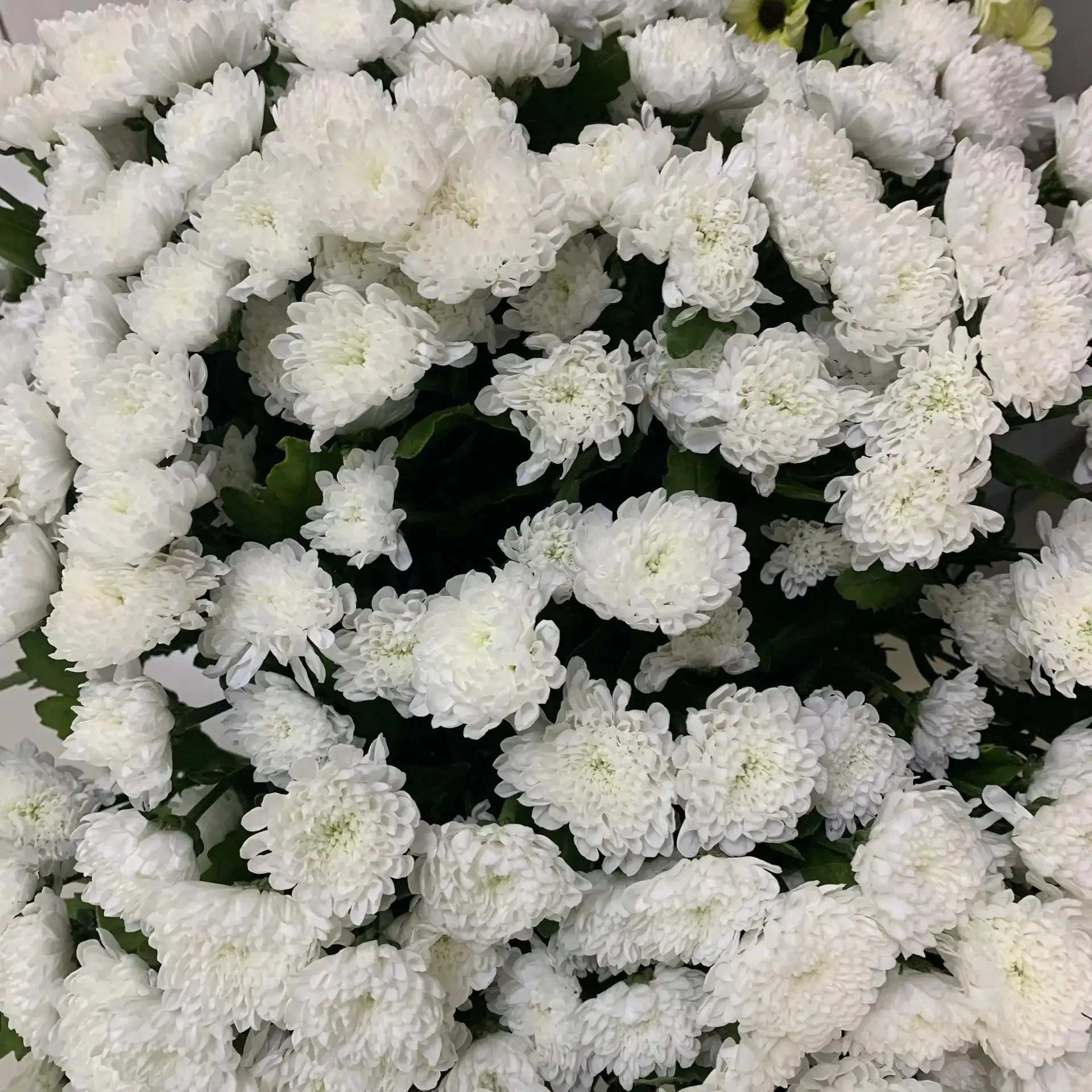 🌸 Ура, новая поставка цветов! 🌸

Мы только что получили свежую партию — и витрины уже сияют красот