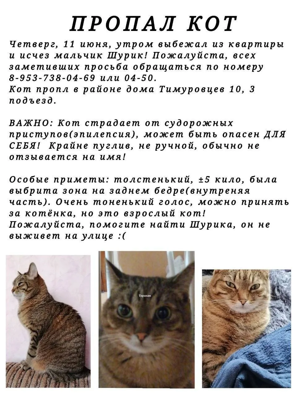 🐱 В Рязани на улице Тимуровцев разыскивают пропавшего кота по кличке Шурик, которому требуется меди