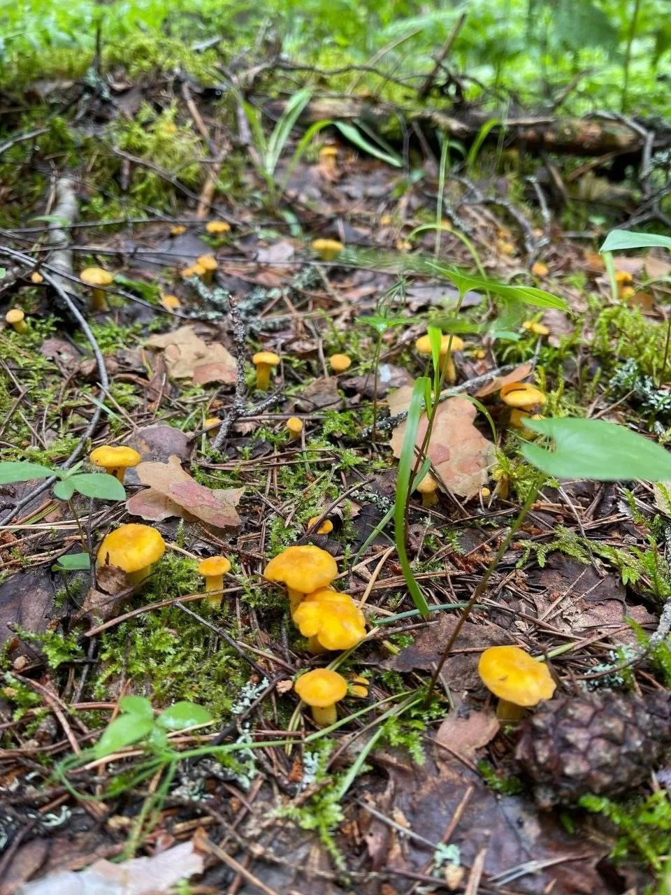 🍄‍🟫⁠ Грибной сезон в Подмосковье в самом разгаре

Жители уже находят белые грибы и лисички

НЕ ЗАБ