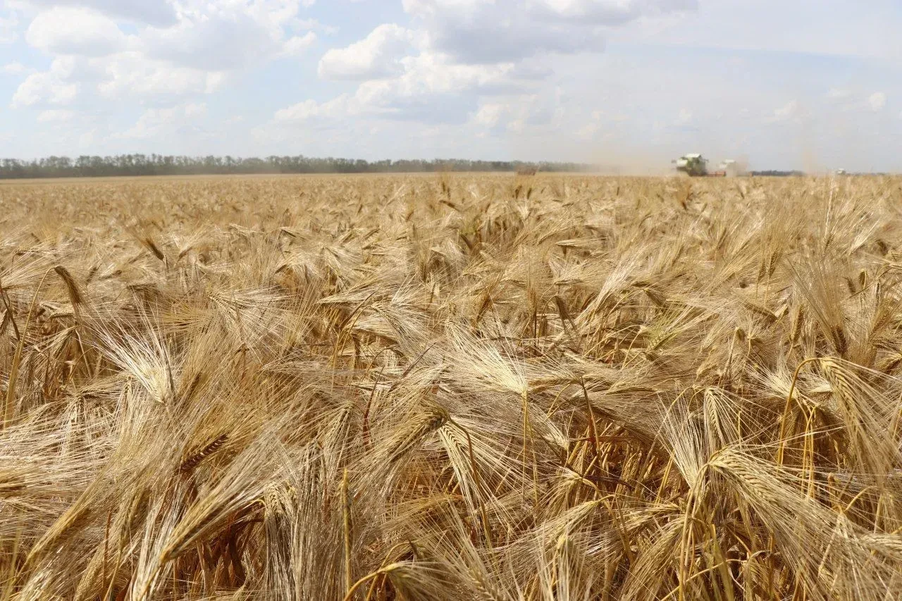 🚜 Сезон открыт! Аграрии Кореновского района приступили к уборке озимого ячменя. В этом году планиру
