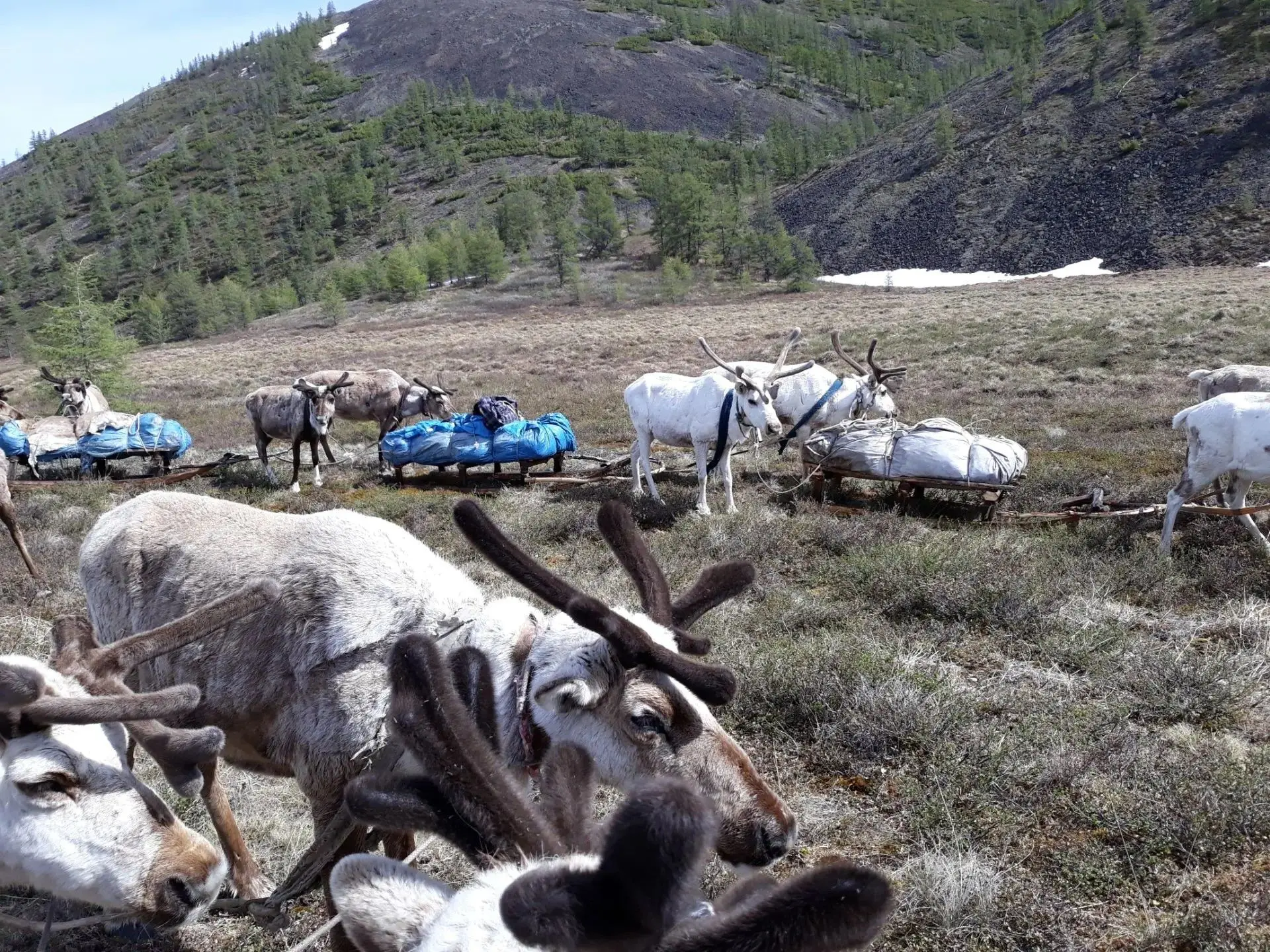 В оленеводческих хозяйствах Чукотки проходит летовочная кампания

🦌 Во всех бригадах сельскохозяйст