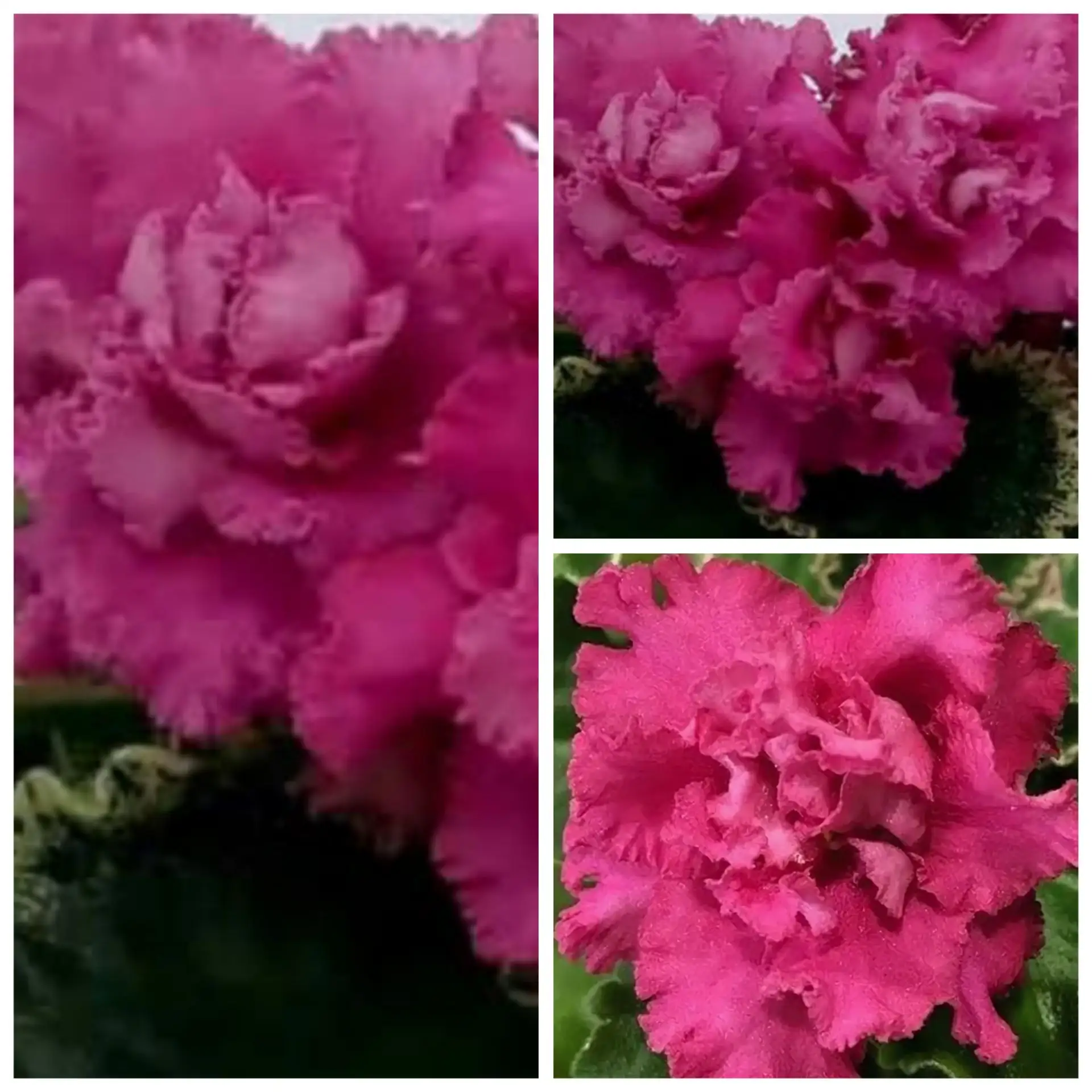 НД-Сладкий Ноябрь🌺🌹🌺🍀💥💥 махровые цвета спелой  малины красивые цветы на розетке из пестролистн