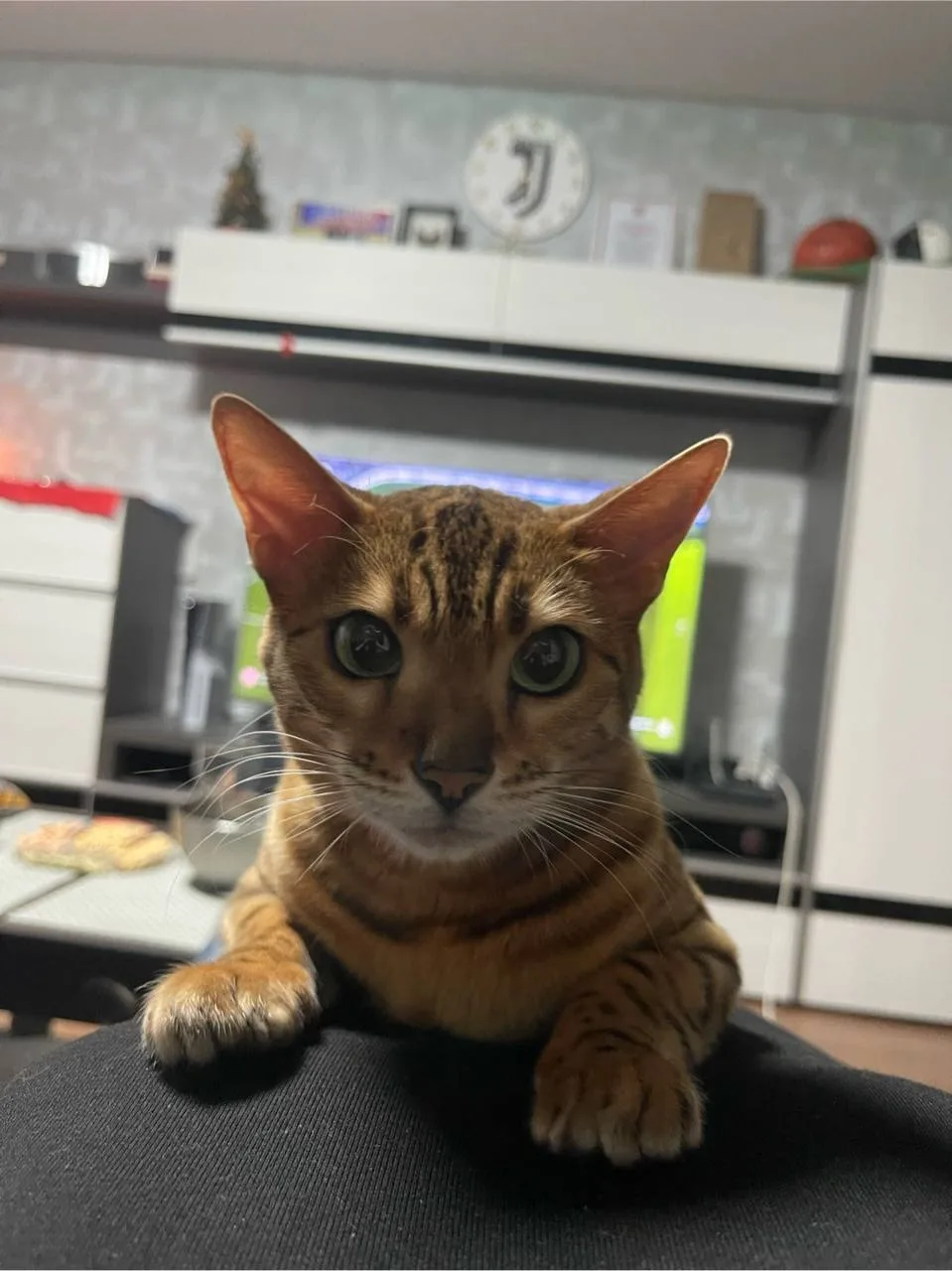 😳 Бенгальский кот загрыз чихуахуа в Москве.

Хозяйка оставила собаку на передержке на время отпуска