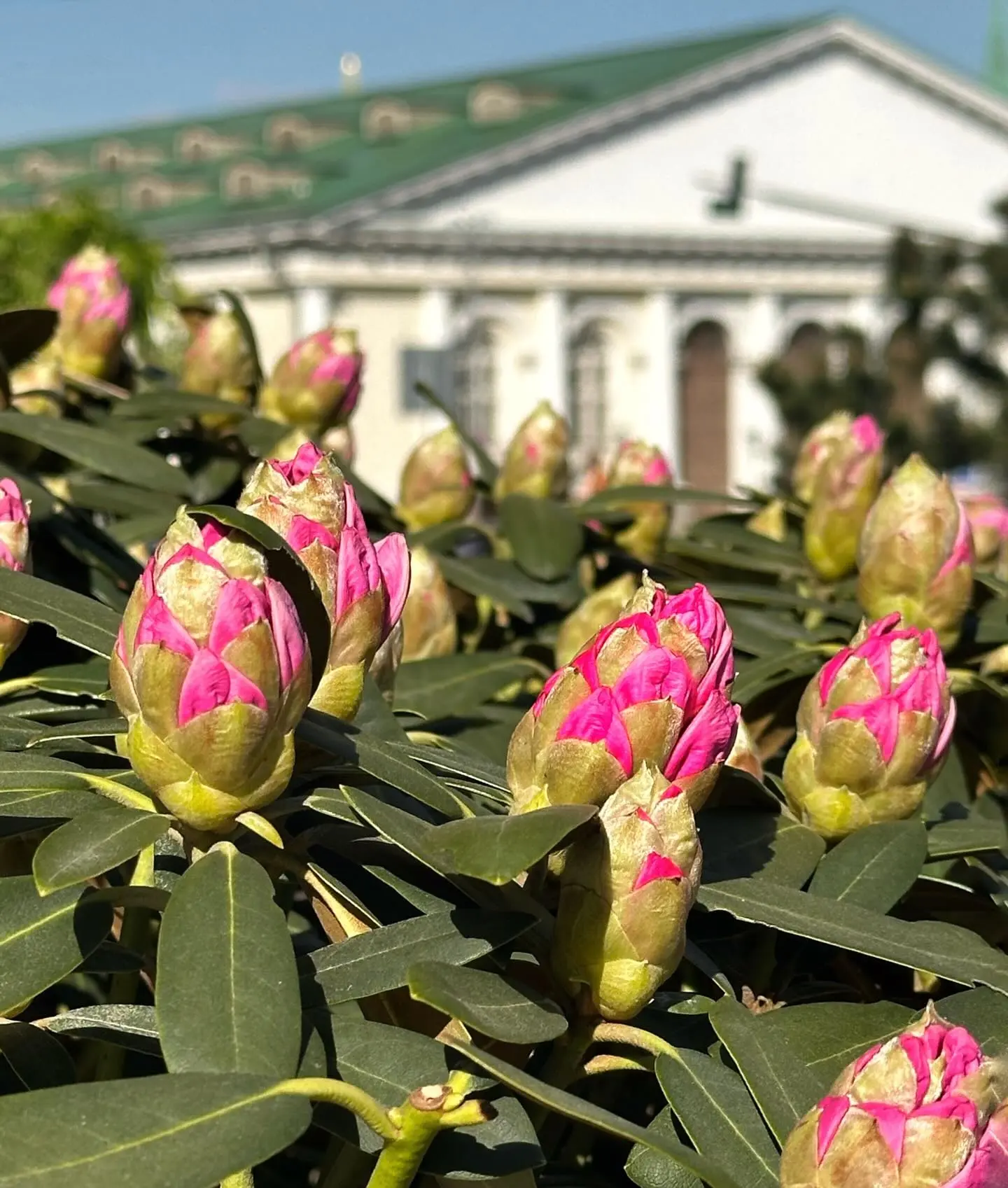 Цветущий сад у у Российской государственной библиотеки на Воздвиженке 🌿 🌸
 
📸 kary_noss
#москва #