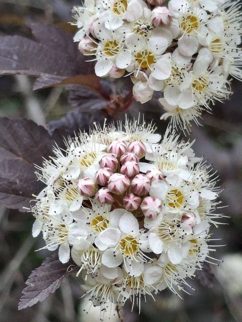 Знакомьтесь — это Пузыреплодник калинолистный «Диаболо» (Physocarpus opulifolius Diabolo).

Почему м