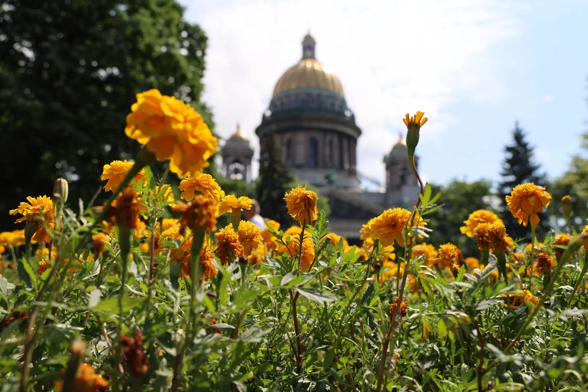 🌸 В Петербурге за неделю высадили около 850 тысяч летников

Также провели полив более 37 тыс. дерев