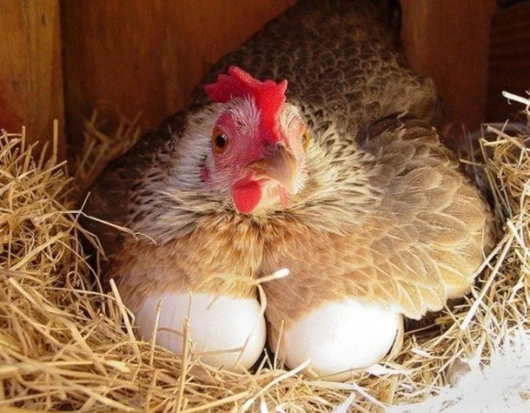 ⚠ОСВЕЩЕНИЕ В КУРЯТНИКЕ ЗИМОЙ – как обмануть природу курицы. 
 
🐓В холодные и короткие зимние дни у 
