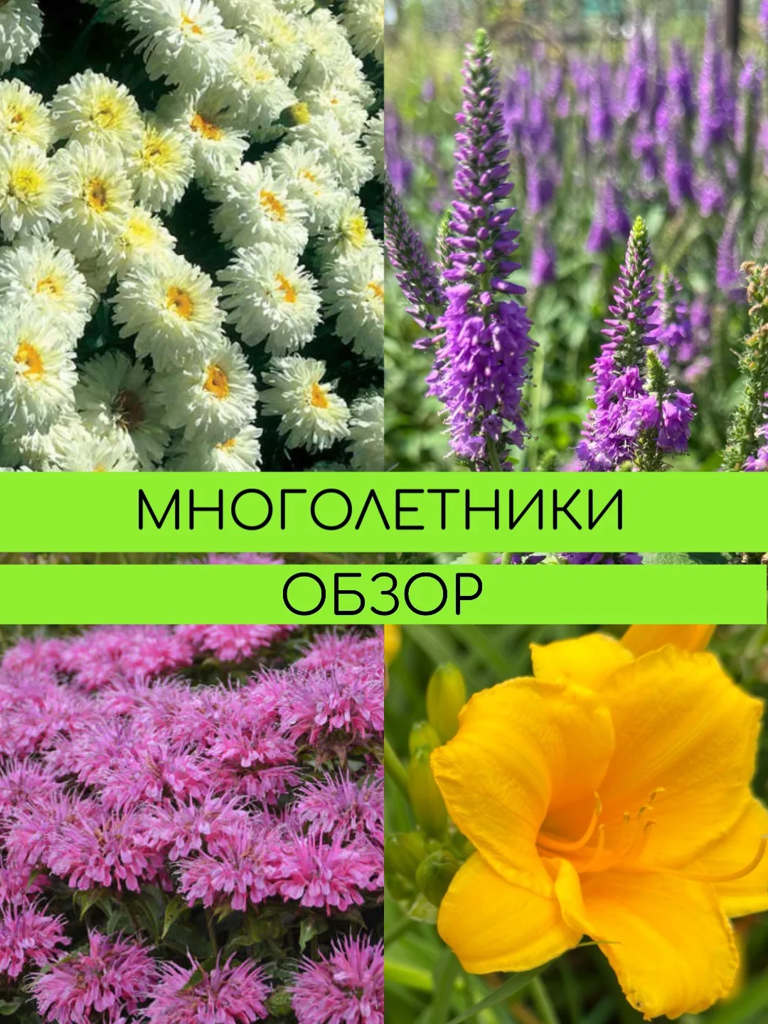 🌸 Сезон многолетников в самом разгаре!

На площадке сейчас настоящее цветочное изобилие: десятки от
