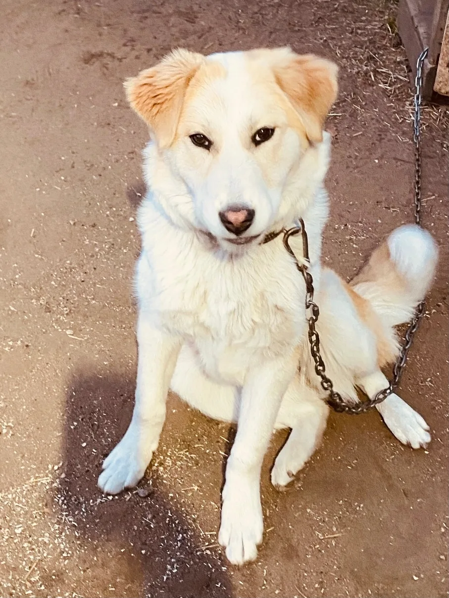 🐕 ПОЧЕМУ НИКТО НЕ ХОЧЕТ МЕНЯ ЗАБРАТЬ С СОБОЙ ? ……
А ВОТ ПРЕДСТАВЬТЕ, МОЛЛИ ЕЩЁ НЕ ДОМА ❗️
КАКОЕ УПУ