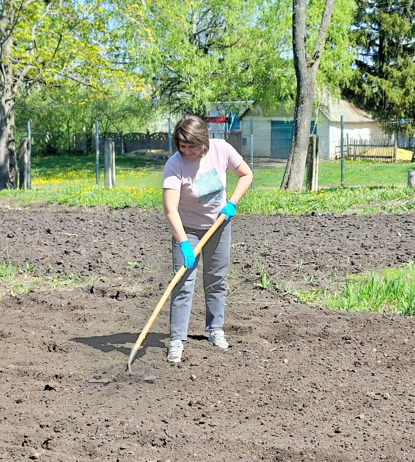 🥔🥕На школьном участке началась посадка овощей. 
Учителя вместе с обучающимися посадили картофель, 