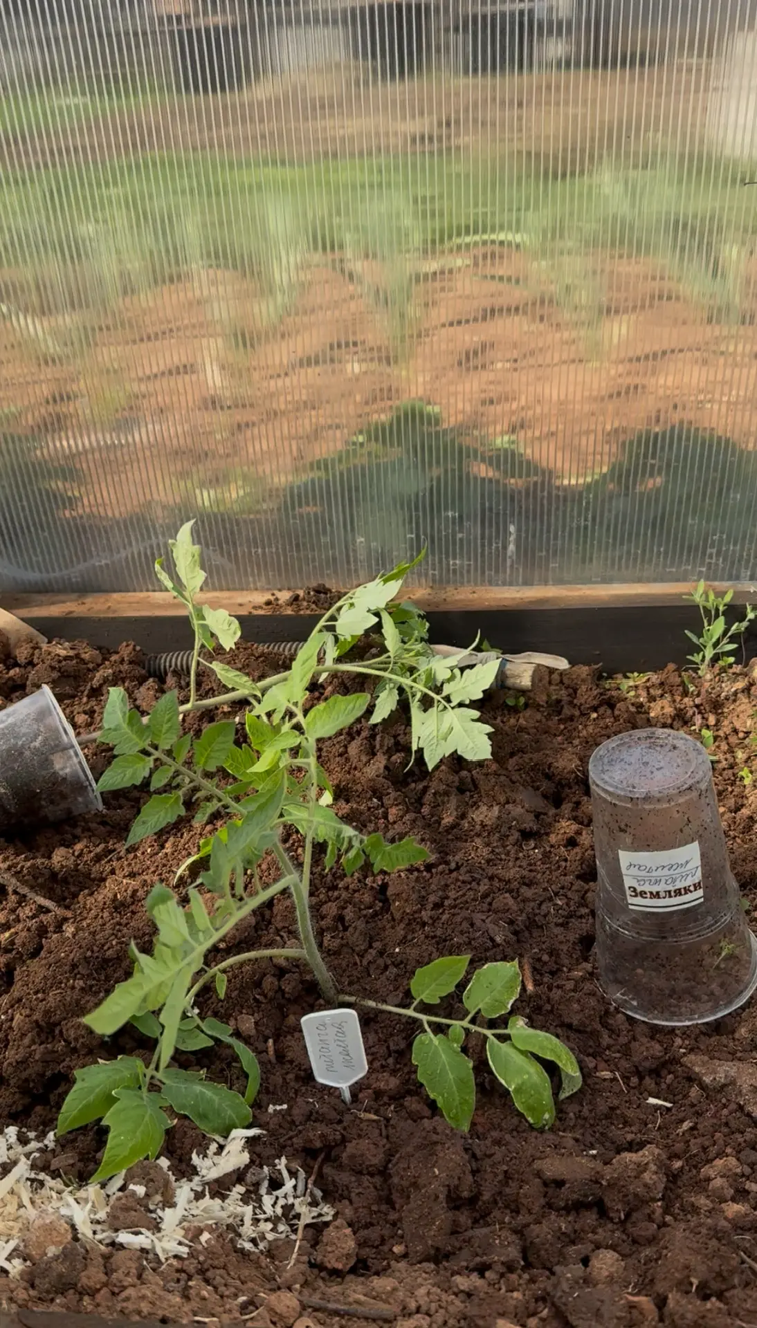 Но несмотря на все причуды погоды, помидоры 🍅 меня очень радуют.
11 мая я высадила их в теплицу , м