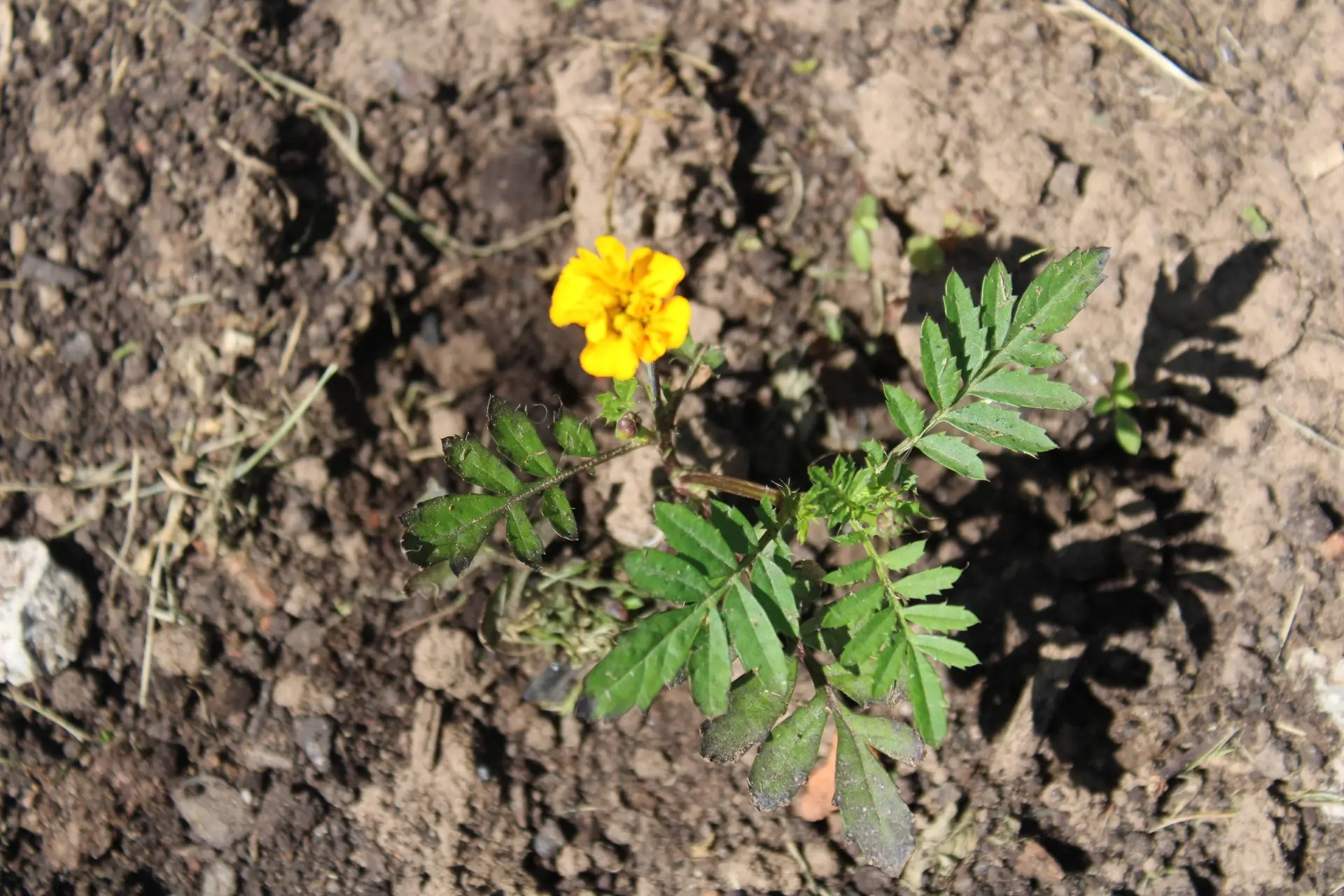 ПЕРВЫЙ ЦВЕТОК ПРОЕКТА

На школьной клумбе распустился первый цветок, выращенный из семечка школьника