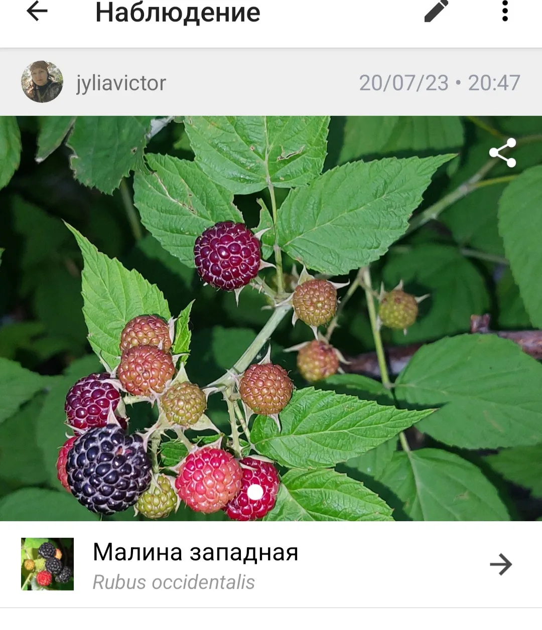 У меня похожая в огороде