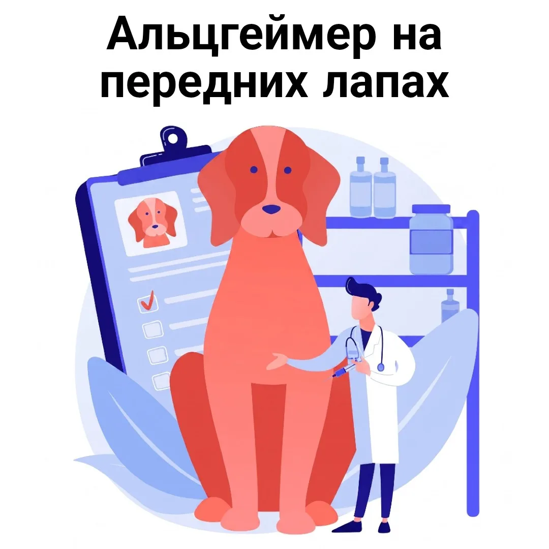 Ветеринары из Северной Каролины проанализировали походку 88 стареющих собак (самому старому песелю в