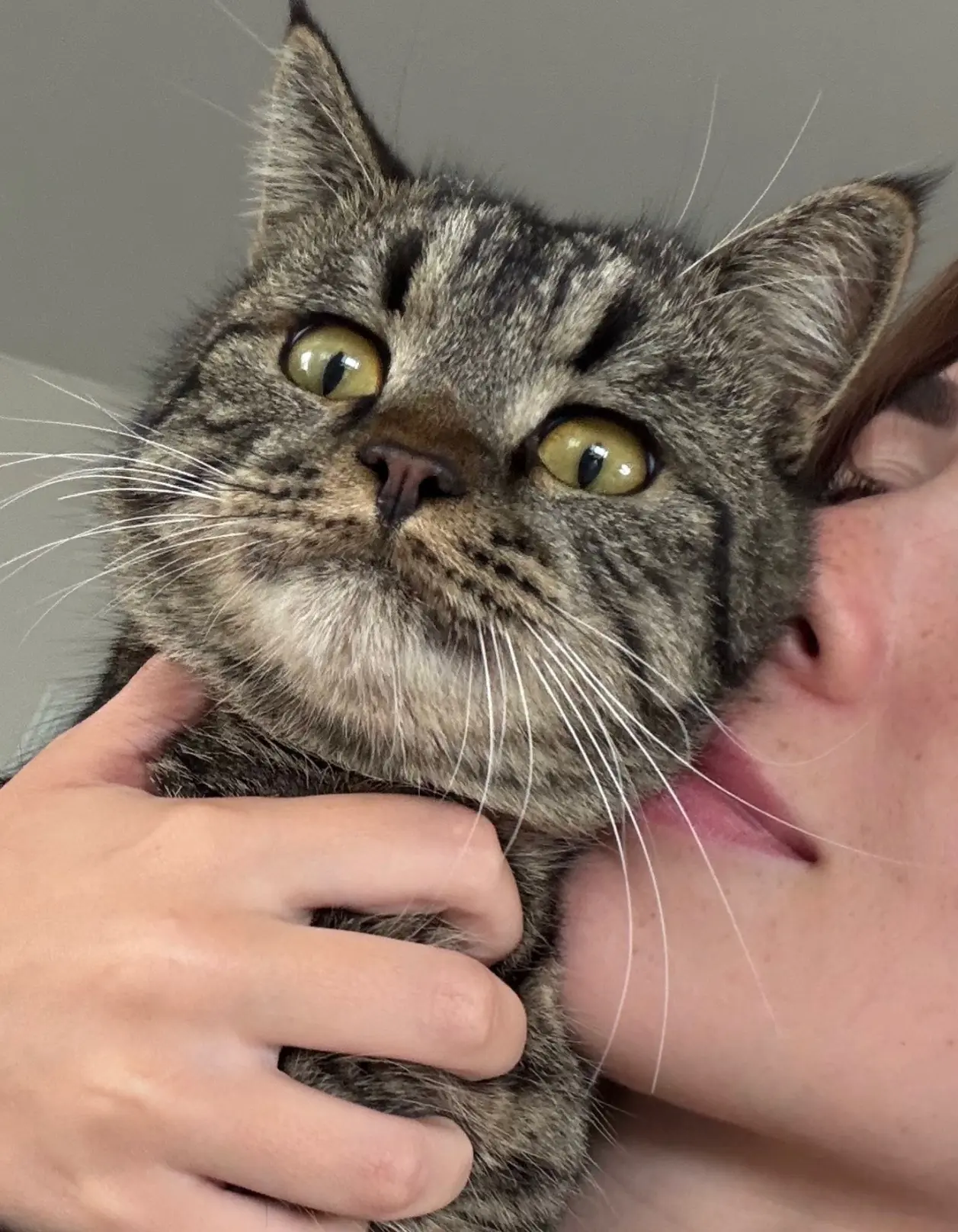 Коротко о том, как сильно любит обниматься Паштетик😺