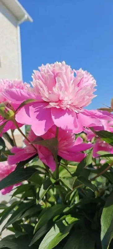 У подписчицы Татьяны во дворе цветёт такая красота 🌺

Если вы тоже сами выращиваете цветы на участк