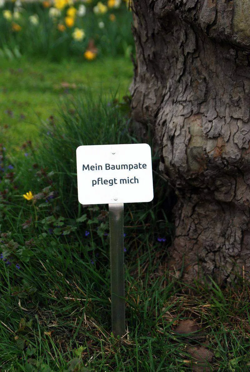 🌳 Что такое Baumpate и причем тут крестные?

В немецком языке есть очень интересное слово — Baumpat
