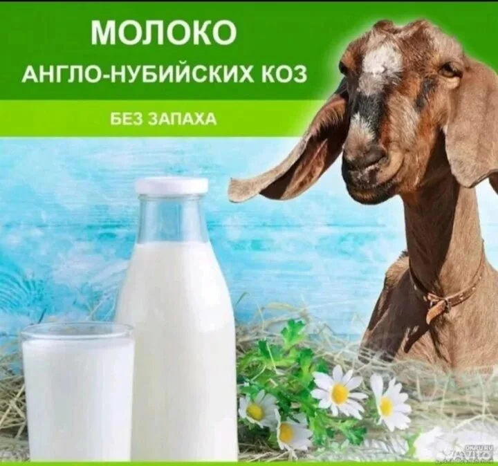 Молоко нубийских коз, 150 рублей литр. Заплавное.