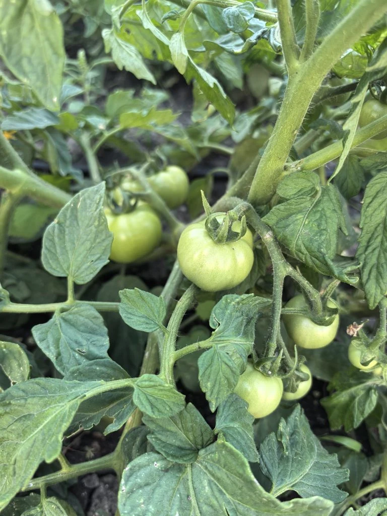 Ждём хороший урожай. Кусты усыпаны помидорами🍅.

(Отзыв покупателя)
