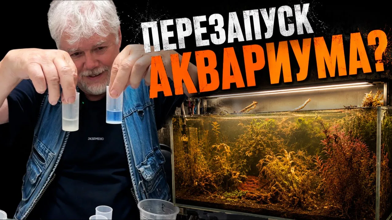 Надо ли перезапускать аквариум? | Аквариумные истории из ЭКЗОМЕНЮ №177

В этом выпуске:
🔵 Показывае