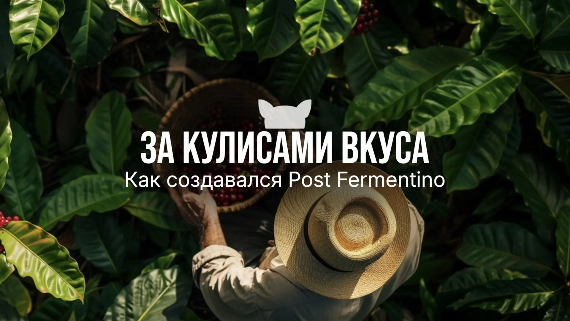 За кулисами вкуса: как создавался Post Fermentino 🇧🇷

В карточках рассказывали, как создавался это