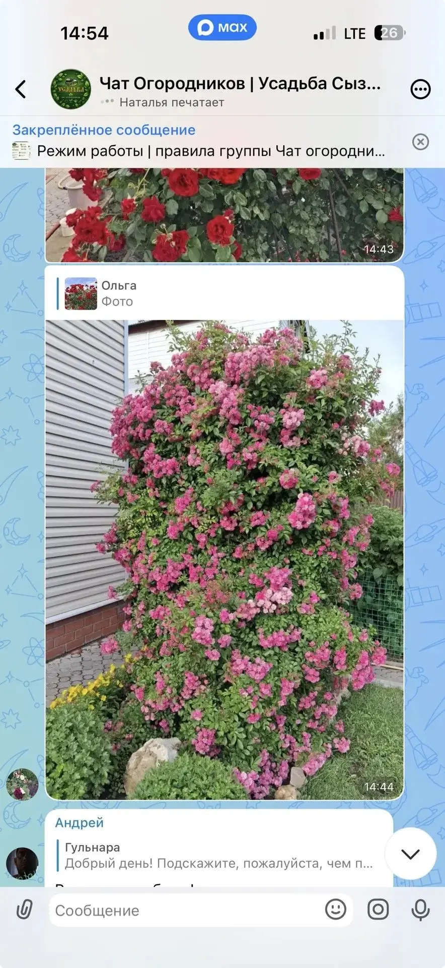 🌹На фото — результат заботы наших покупателей и настоящее летнее настроение: роскошные розы, яркие 