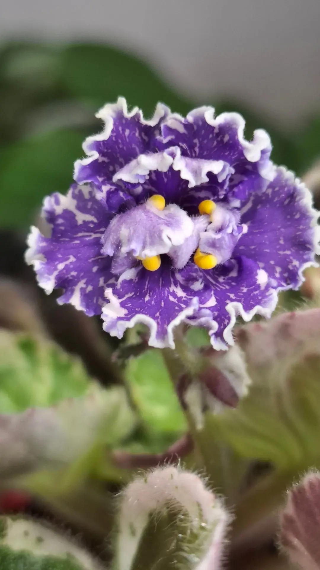 Добрый день🤗
Наконец-то по сорту, это 3 попытка получить сорт, а не спорт. 
🌺Ват Ливень🌺