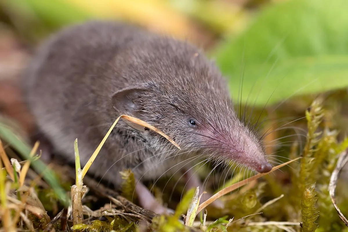 🐀 Чучундра — мускусная тень Индии, которая ходит вдоль стен и плачет о своей судьбе, пока вы спите.