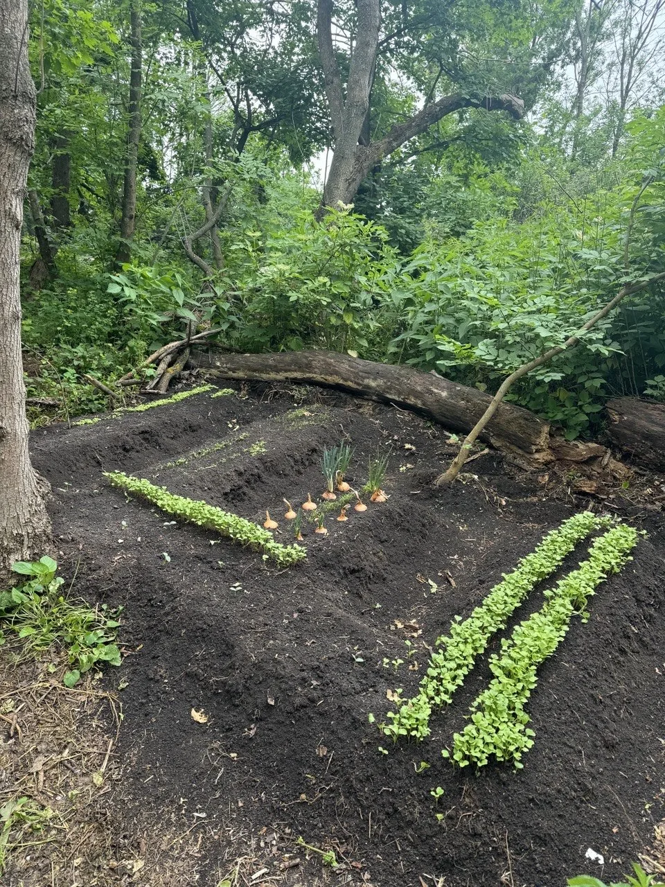 Импровизированный огородик у наших бойцов. 🫜🧅🥬