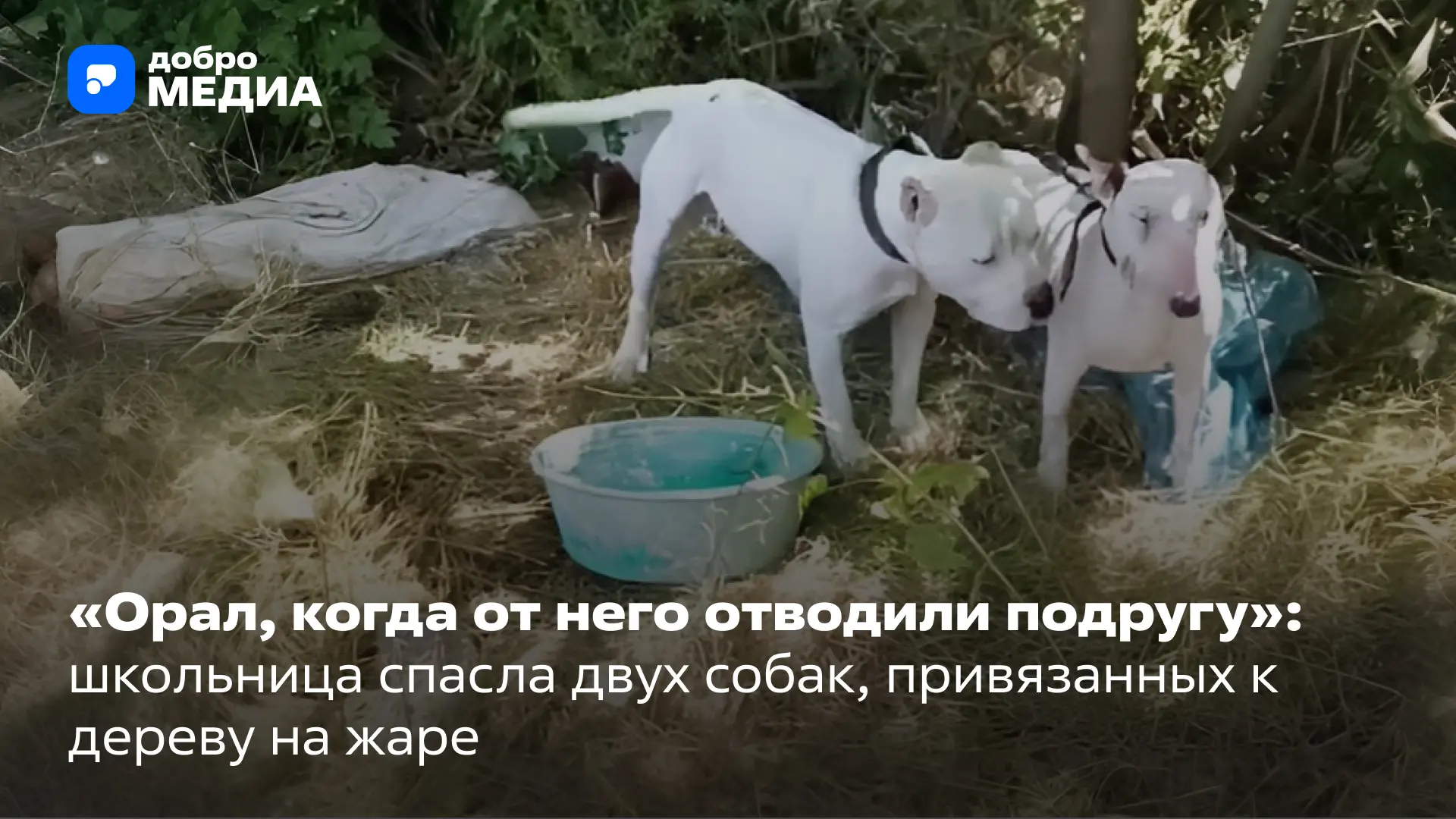 🐶 Случайная встреча решила судьбы двух существ, оставленных на произвол судьбы в лесопосадке между 