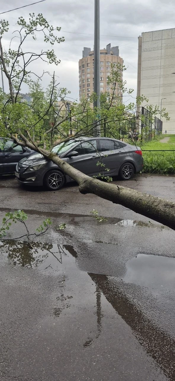Последствия непогоды :

Упало дерево во дворе на ул. Купчинская д. 30 корп. 1, парадная 8.
Пострадал