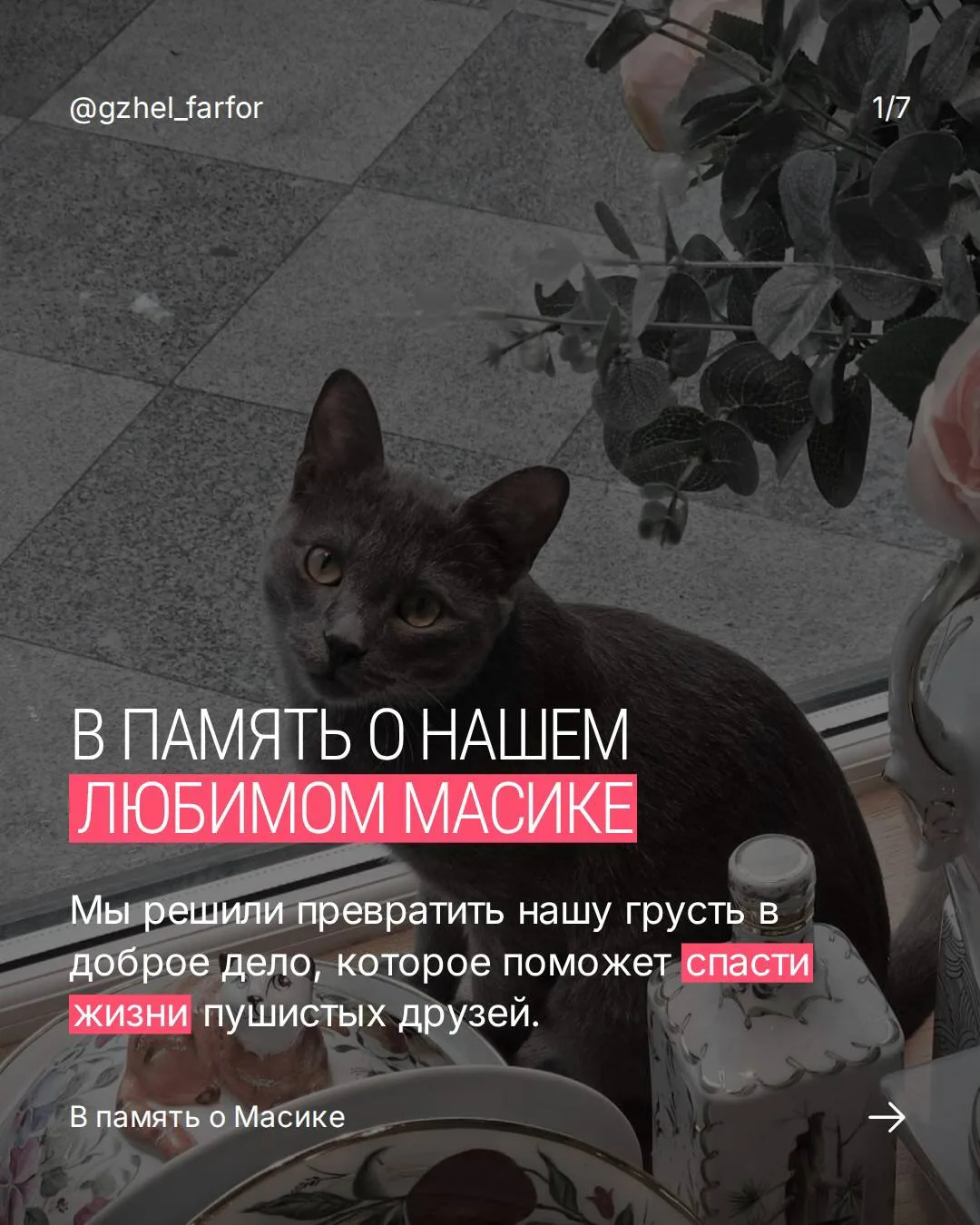 Масика нам очень не хватает. Всю неделю мы сами не свои. Первым нашим желанием было взять к себе кот