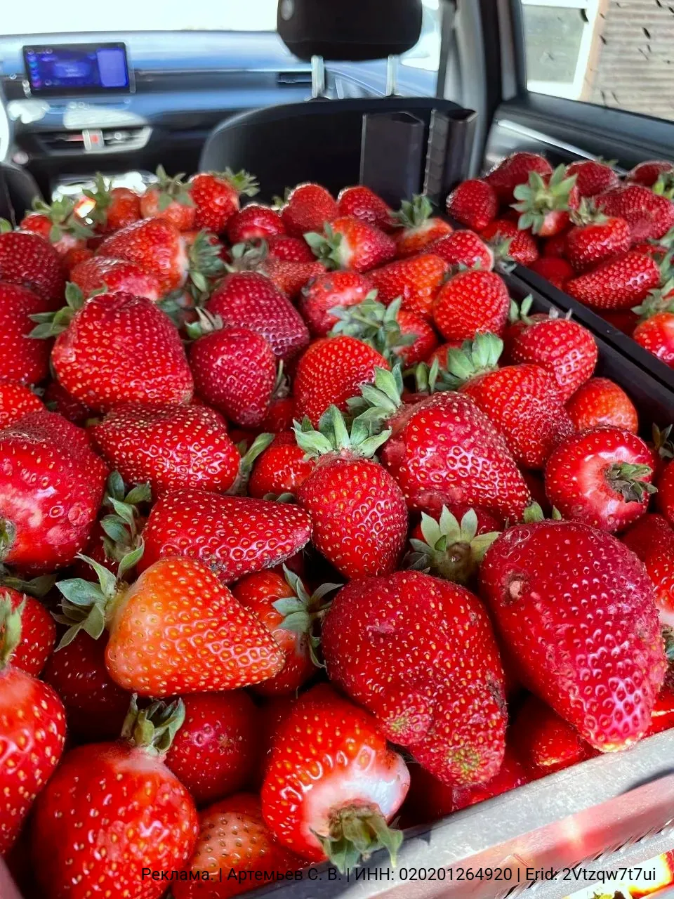 Доставка клубники с поля 🍓

✔️ Ароматная свежая сладкая! Со своего поля.
💸 Ящик 5-5,5 кг - 1300 ₽ 