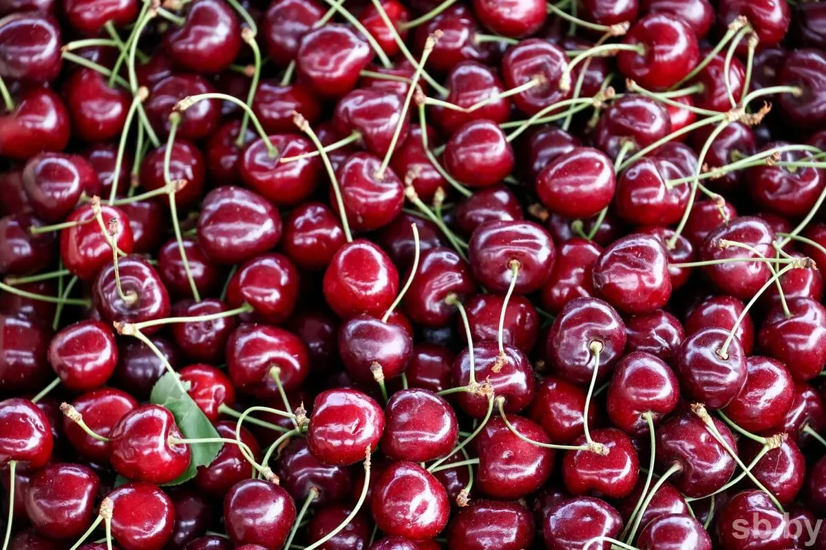 🍒 Ежедневная норма черешни

Взрослым россиянам рекомендуется употреблять 2-3 порции черешни по 100 