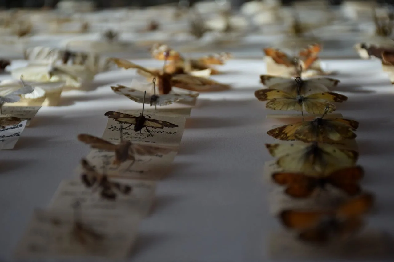 Маленькие, но важные жители Чесменского округа. 🦗 
 
В нашей энтомологической коллекции, подаренной