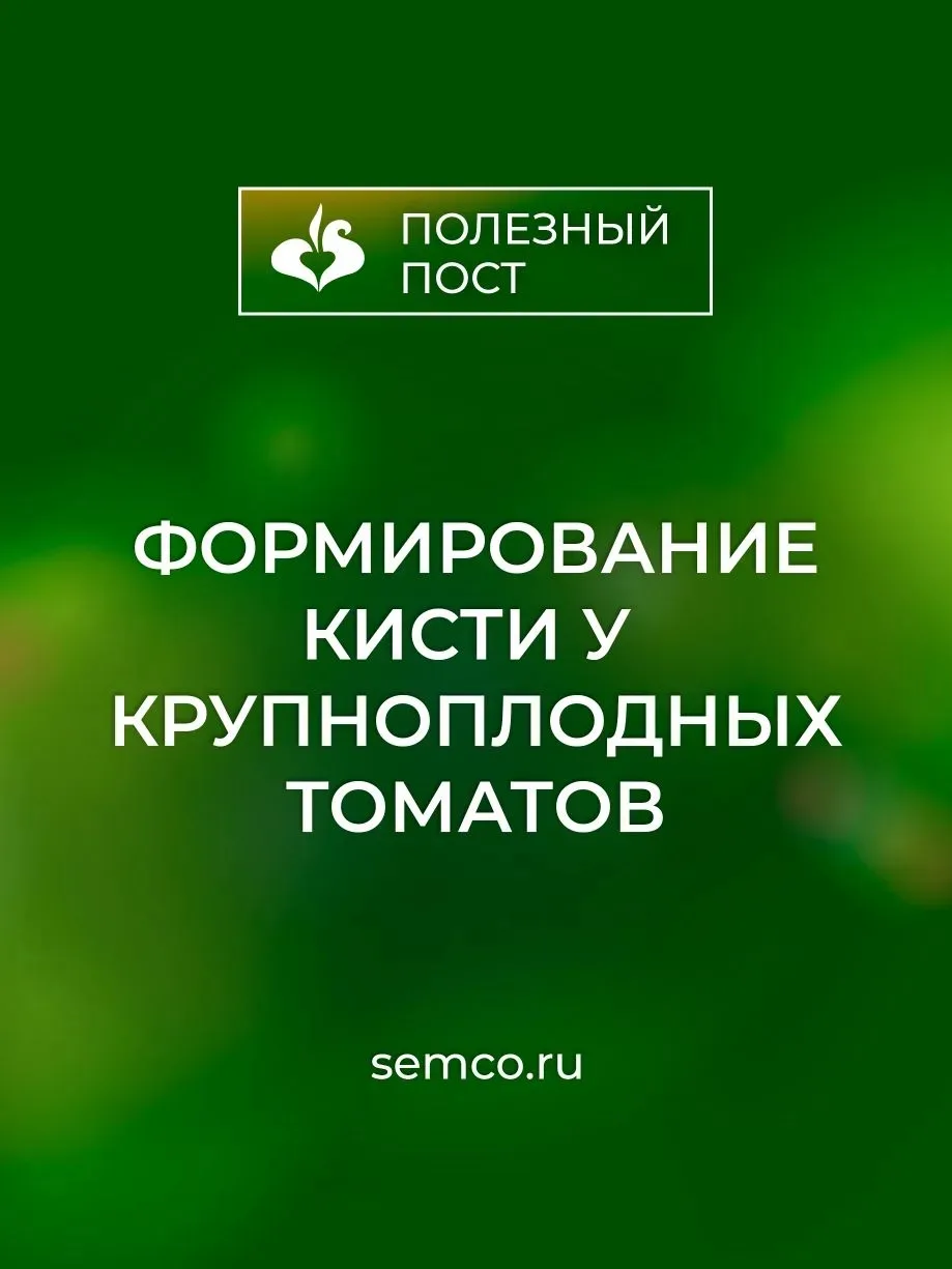 🍅 Формирование кисти у крупноплодных томатов.🍅

Вы когда-нибудь замечали, что ваши крупноплодные т