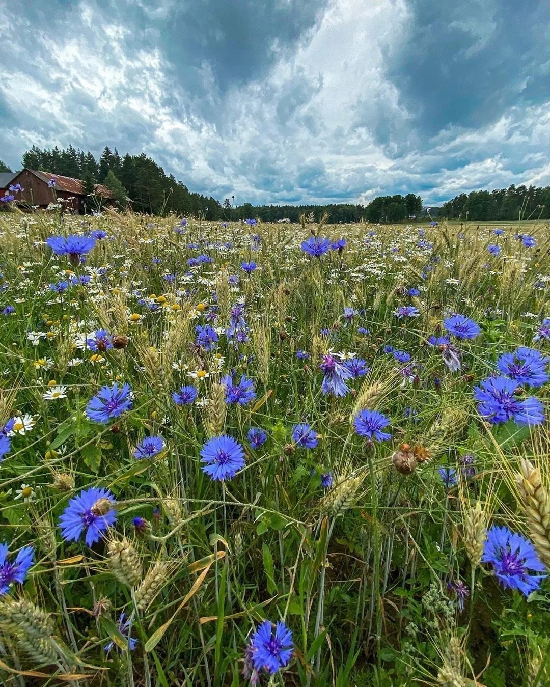 Васильки.
📷 linda.e.said