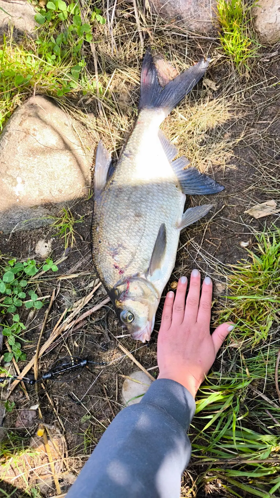 🎣 Улов от подписчика

Сегодняшний трофей с реки Волга в районе Калязина! 🔥

На крючке оказался отл