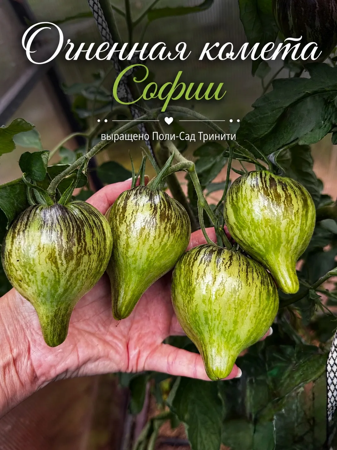 Три эффектных сорта томатов ✨🍅 из коллекции Софии Сааковой уже радуют меня в теплице.

Каждый из ни